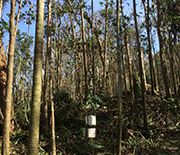 Trees in research field site in Puerto Rico.